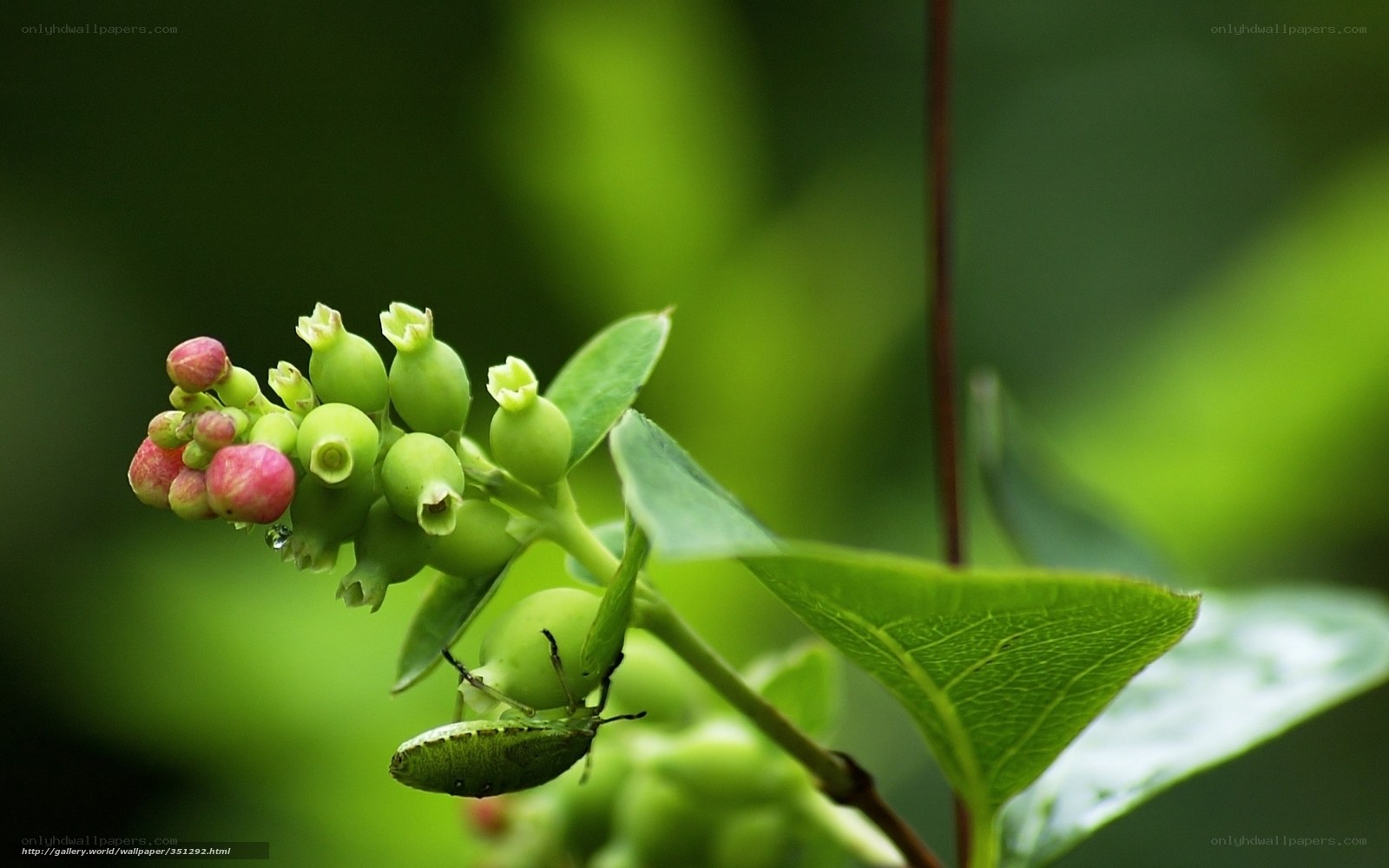 Blueberry buds on a branch