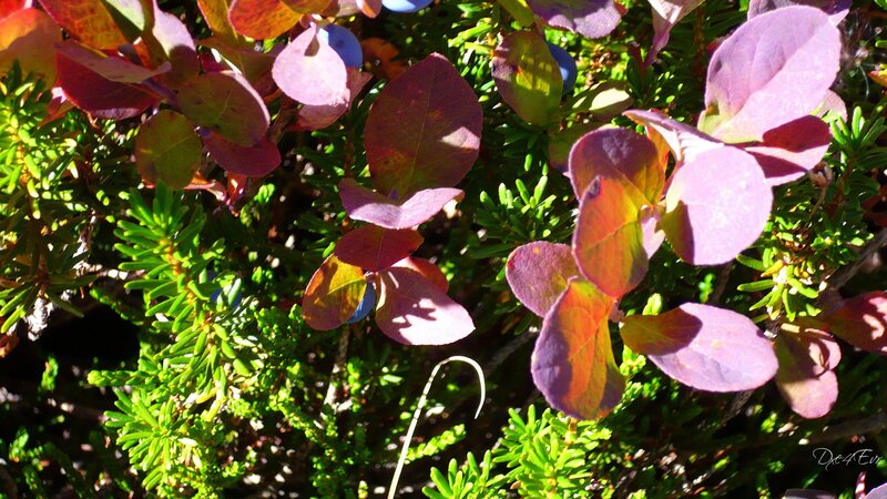 Blueberry Bush Leaves