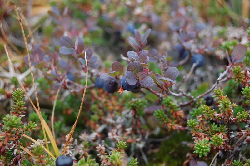 Blueberry Bush with Berries — Green, Natural