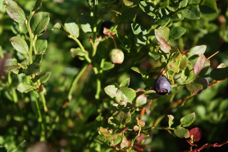 Blueberry Bush with Berries