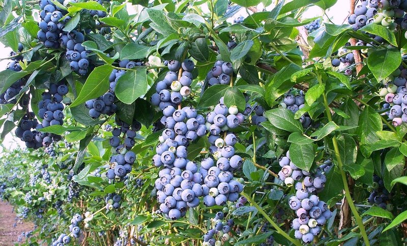 Blueberry Bush with Fruit