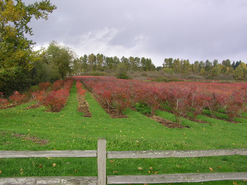 Blueberry Bushes in Field