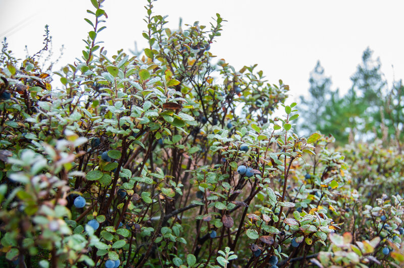 Blueberry Bushes with Berries