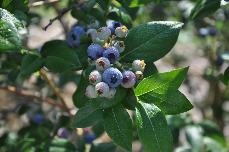 Blueberry Cluster on Bush