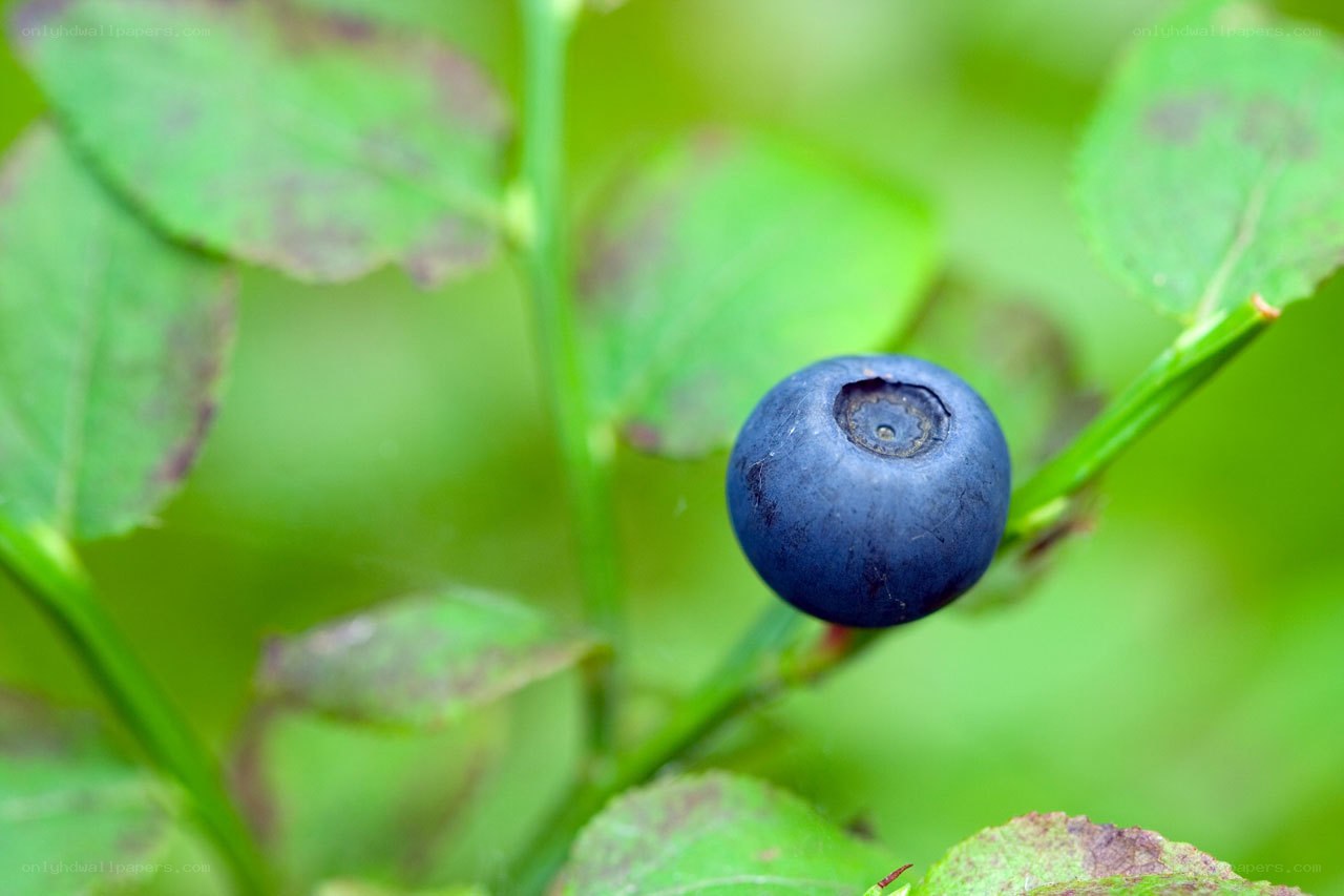 blueberry on a bush