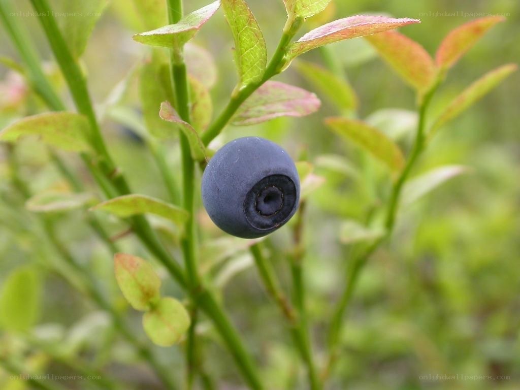 blueberry on a bush