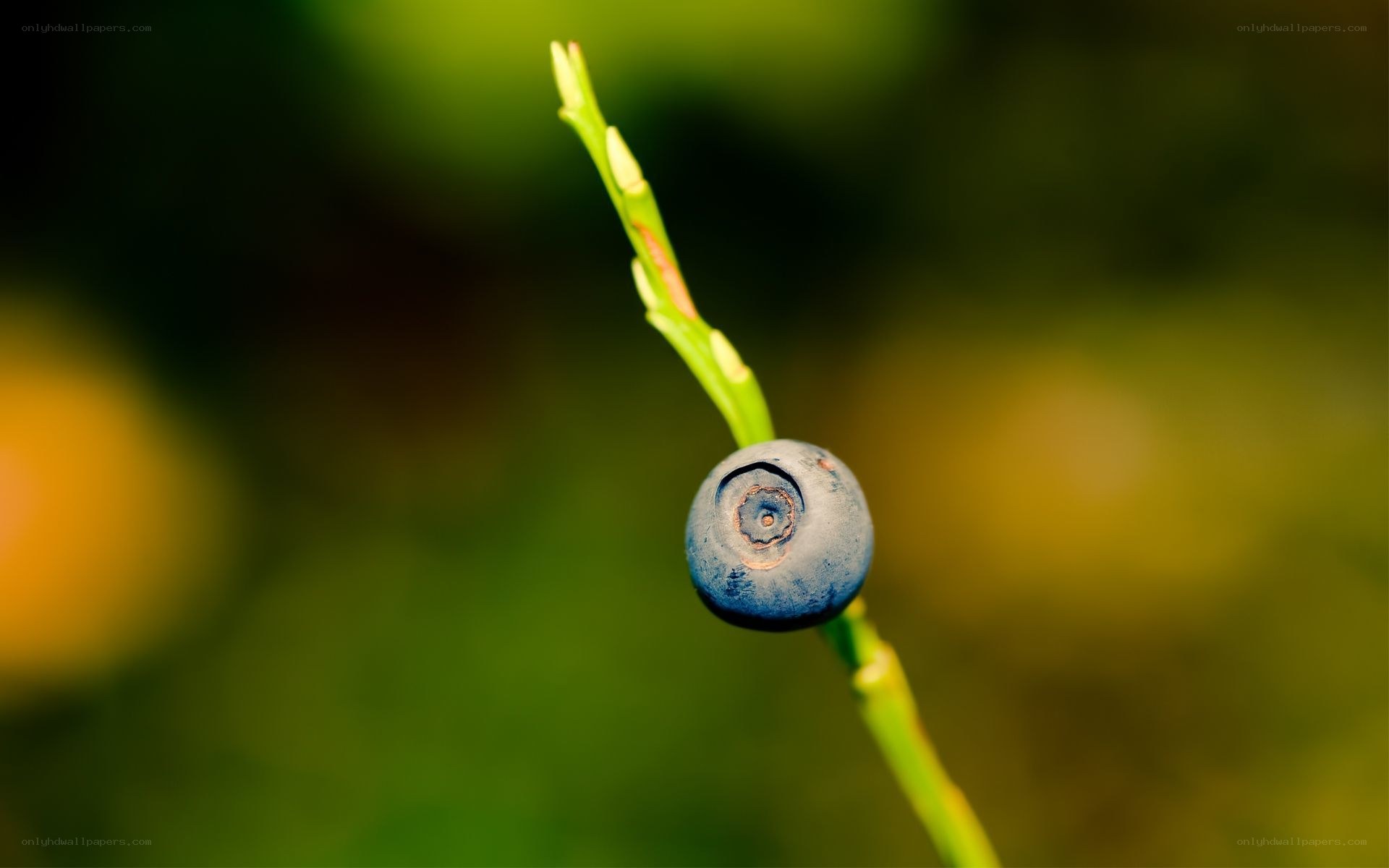 blueberry on a green stem