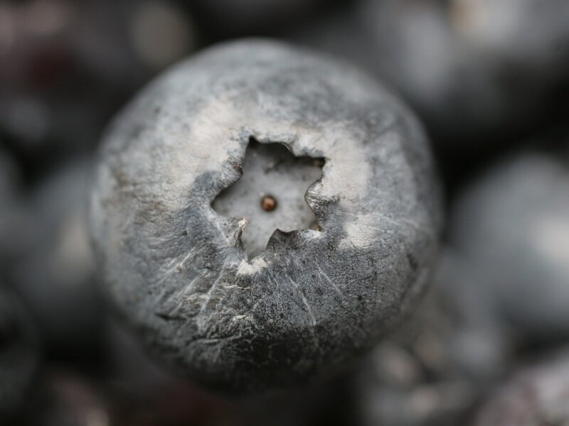 Blueberry with Star-shaped Stem