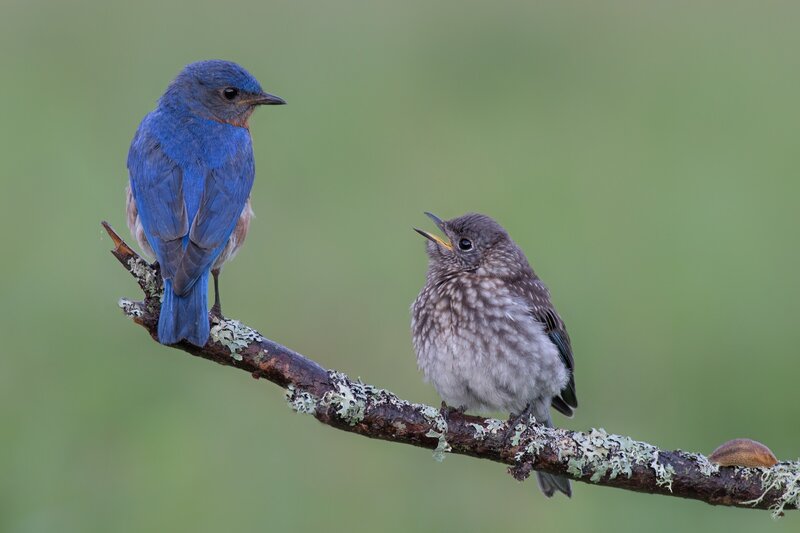 Bluebird and Fledgling