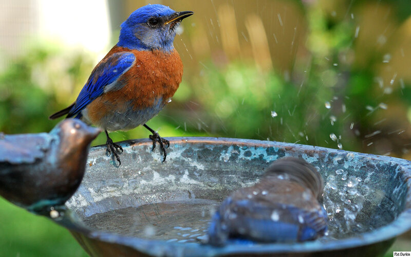 Bluebird at Birdbath