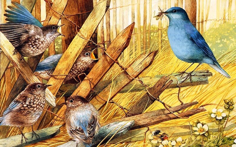 Bluebird Family Feeding