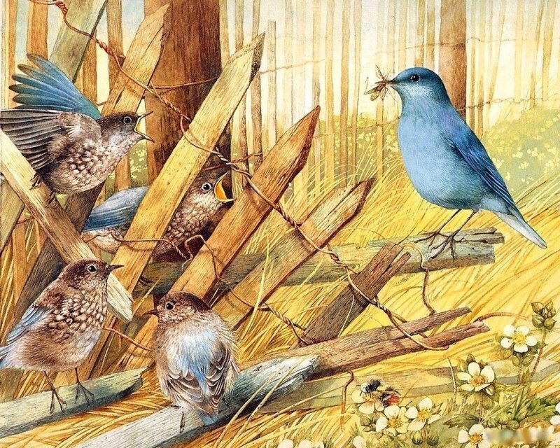 Bluebird Feeding Chicks