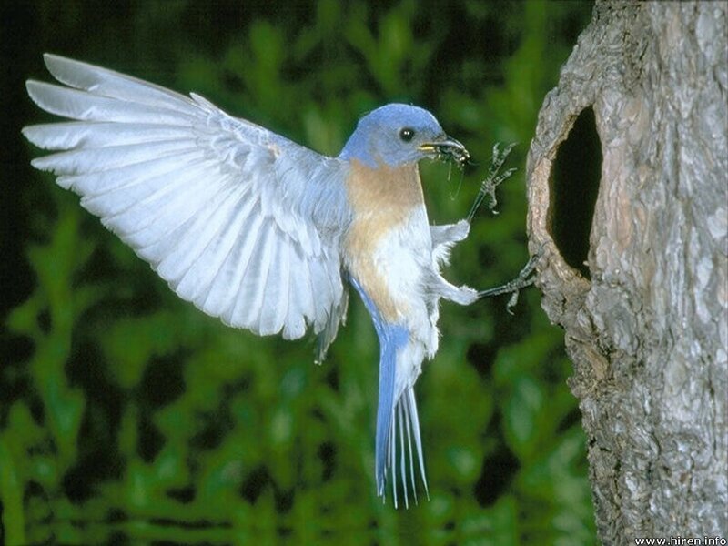 bluebird feeding its young