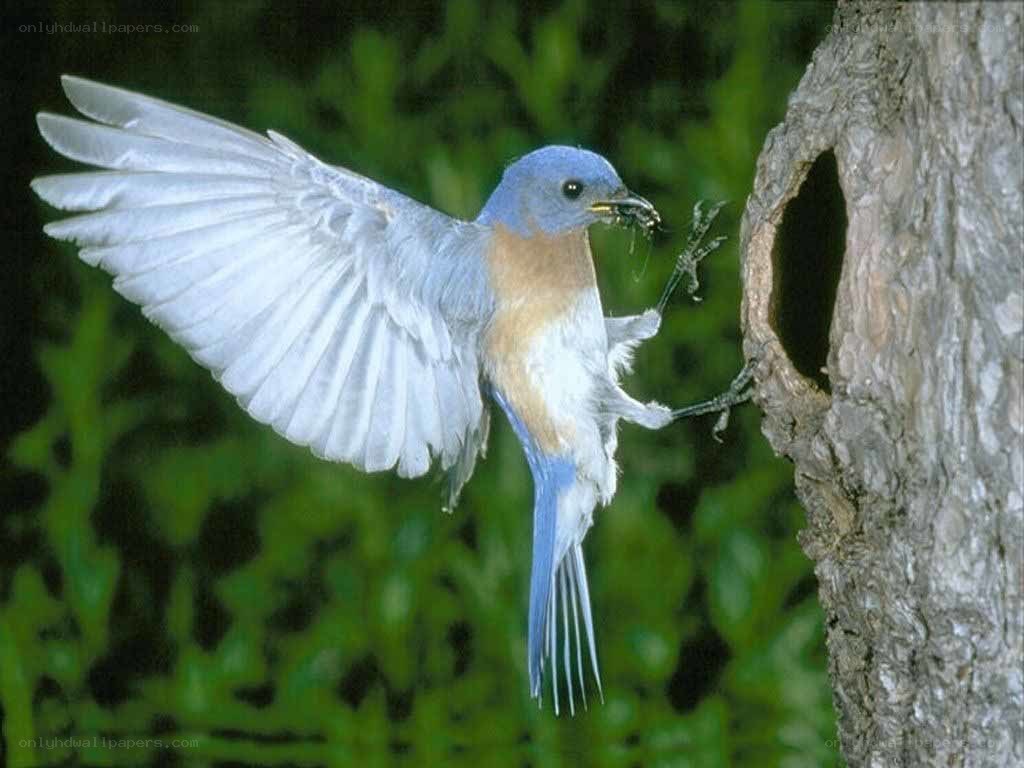 bluebird feeding its young