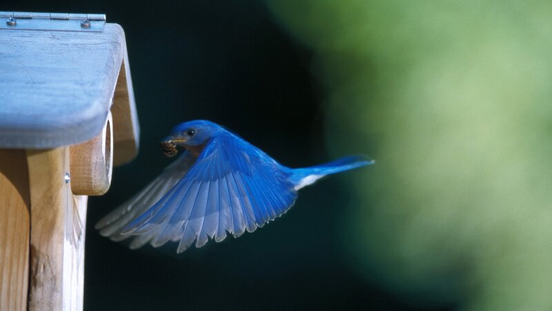 bluebird flying from feeder