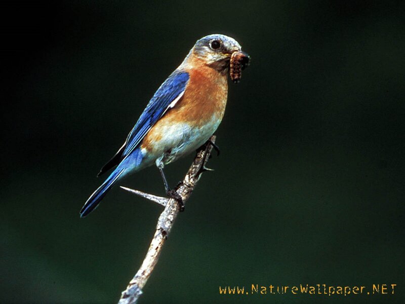 Bluebird Holding Worm