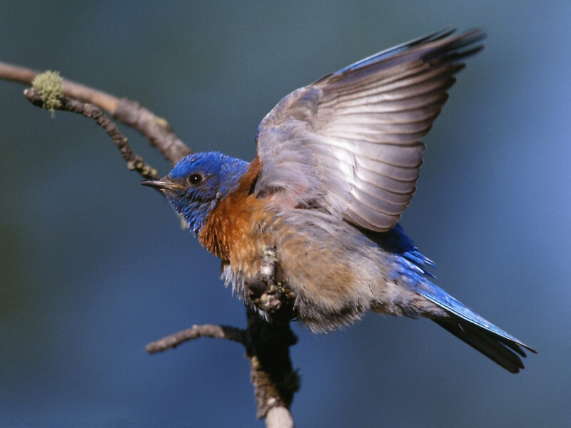 bluebird in flight
