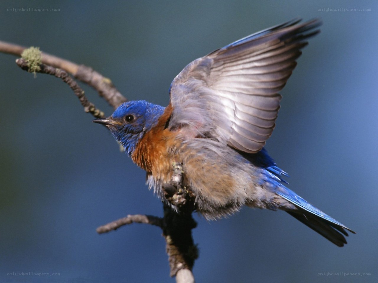 bluebird in flight