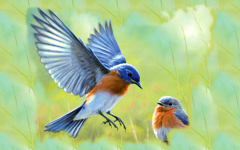 Bluebird in Flight — Blue, Serene