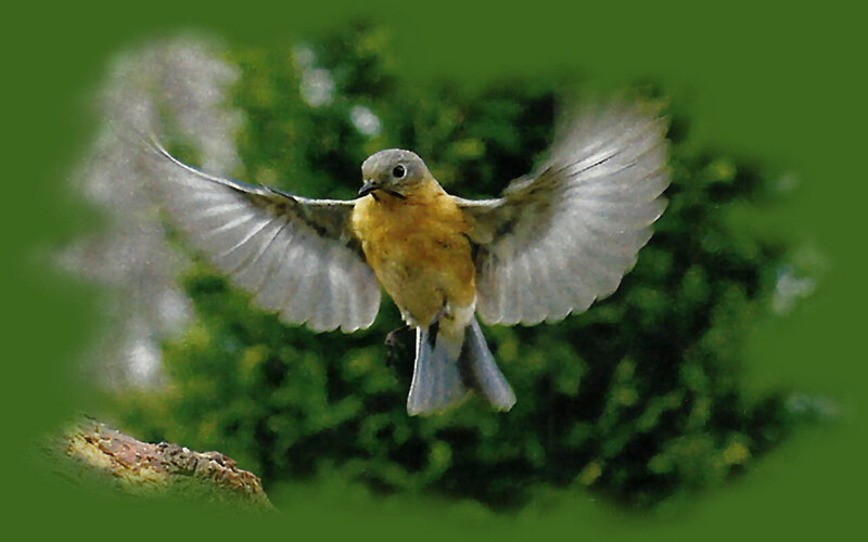 Bluebird in Flight — Green