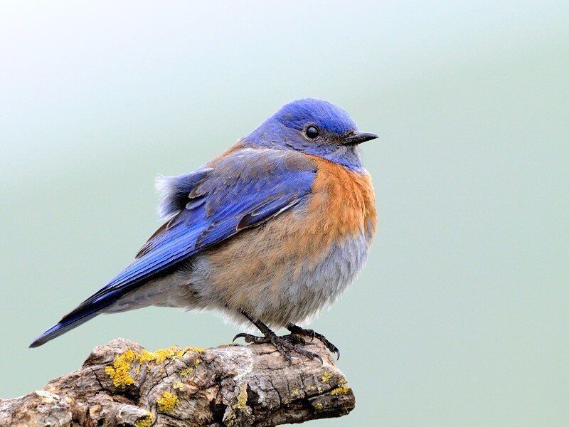 Bluebird on a Branch — Blue, Calm, Photograph, Lichen