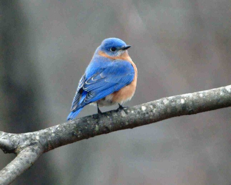 Bluebird on a Branch — Blue, Calm, Photograph