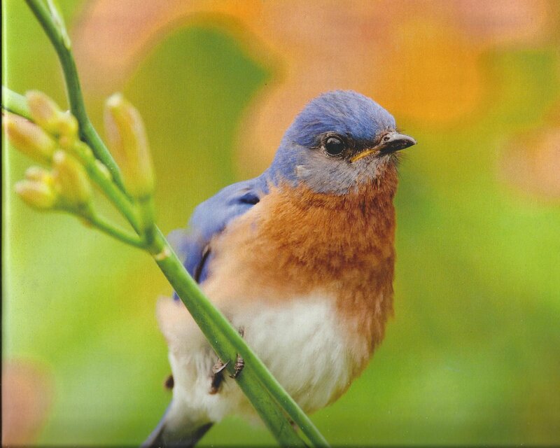 Bluebird on a Branch — Blue, Calm, Spring