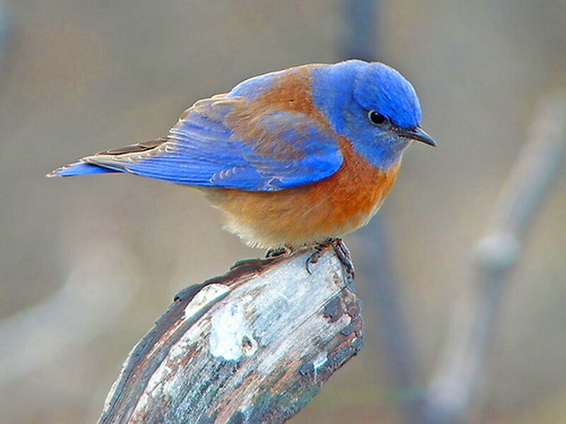 Bluebird on a Branch — Blue, Calm
