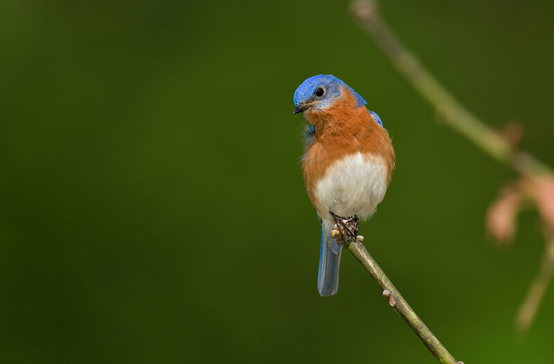Bluebird on a Branch — Blue