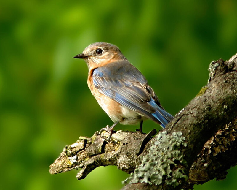 Bluebird on a Branch