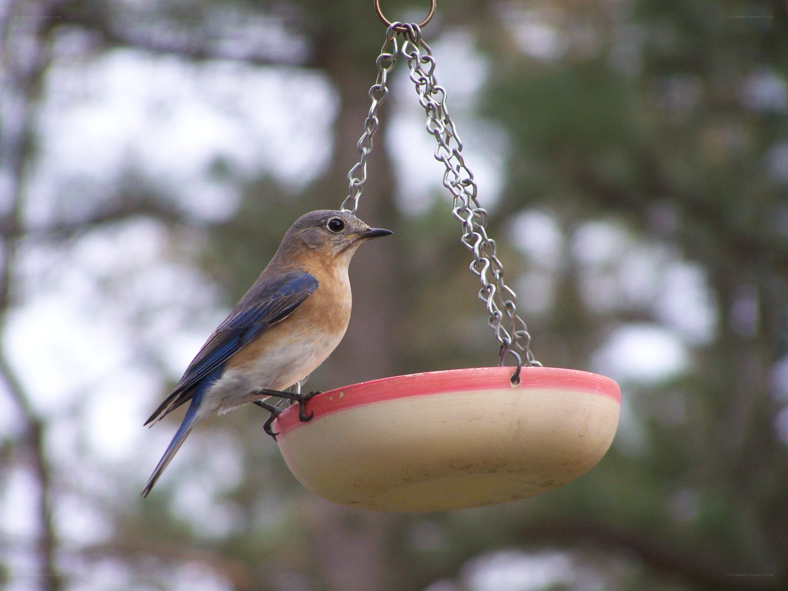 bluebird on a feeder