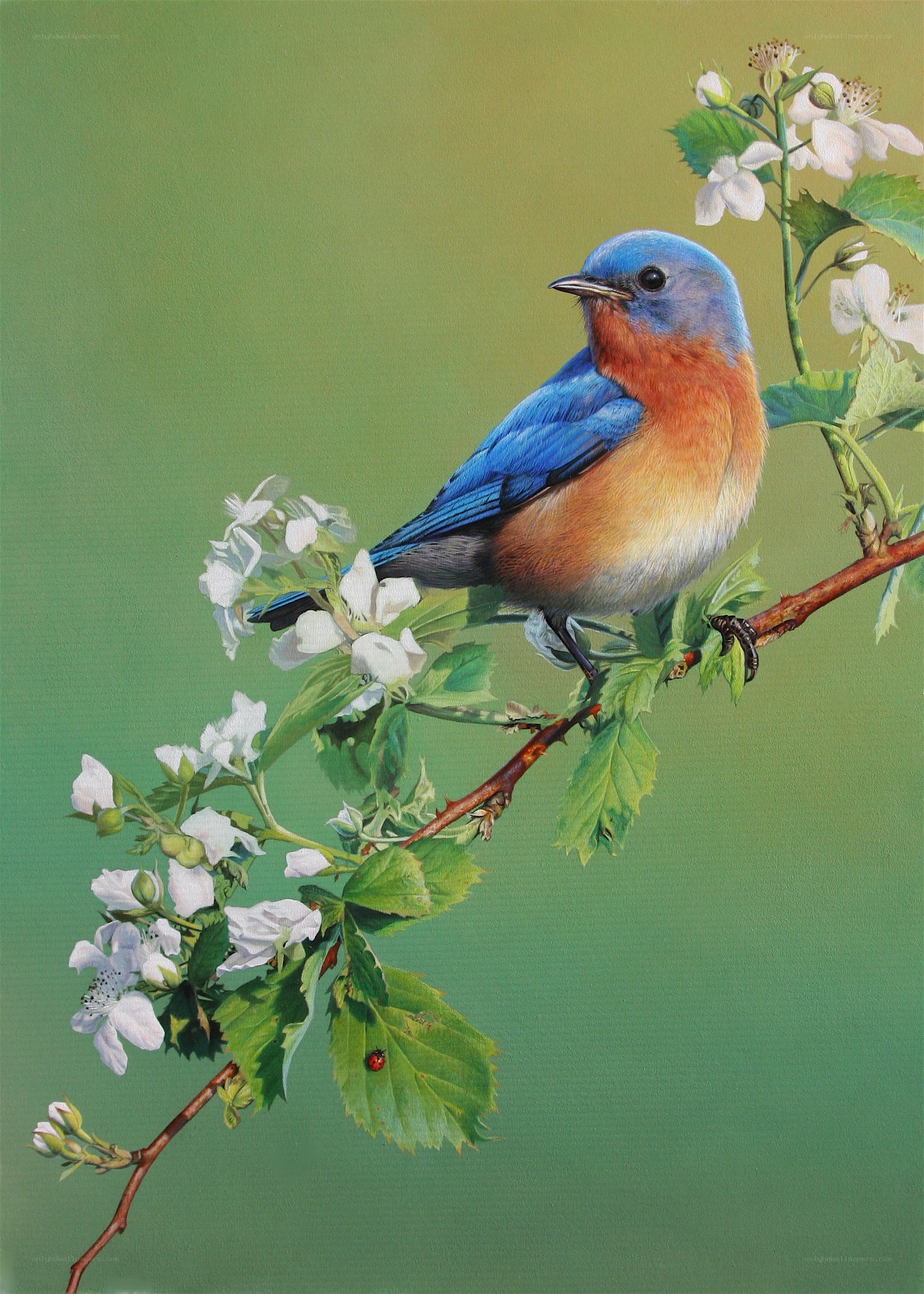 Bluebird on a flowering branch