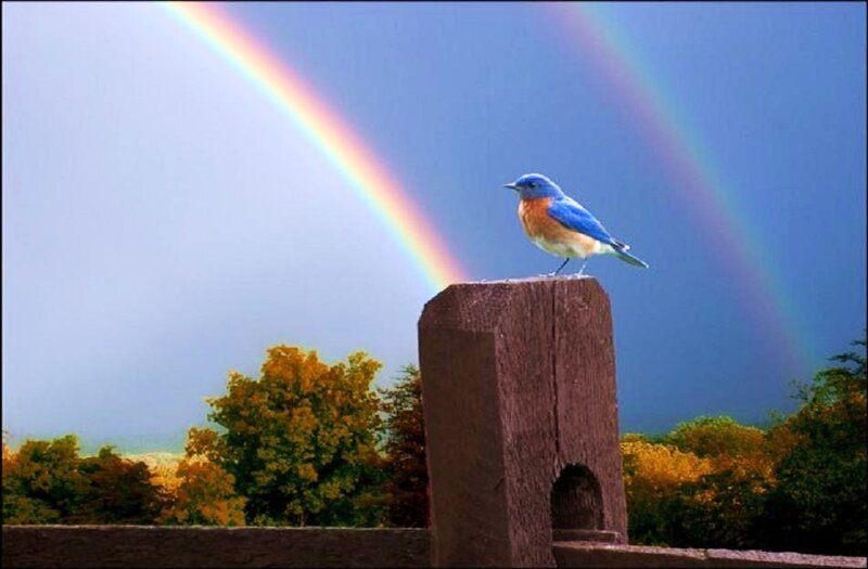 Bluebird on a post with rainbow