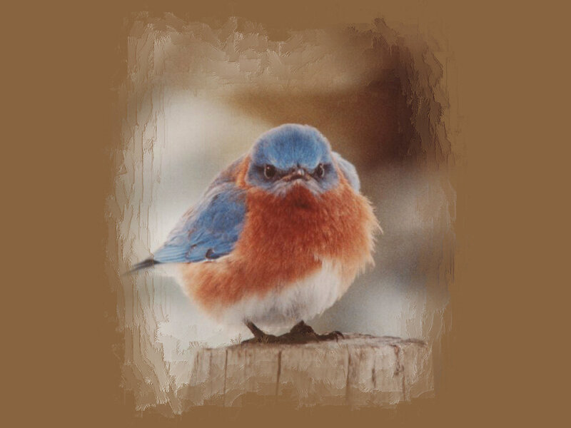 Bluebird on a Stump
