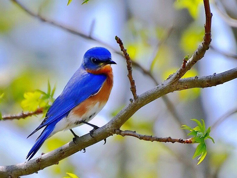 bluebird on a tree branch