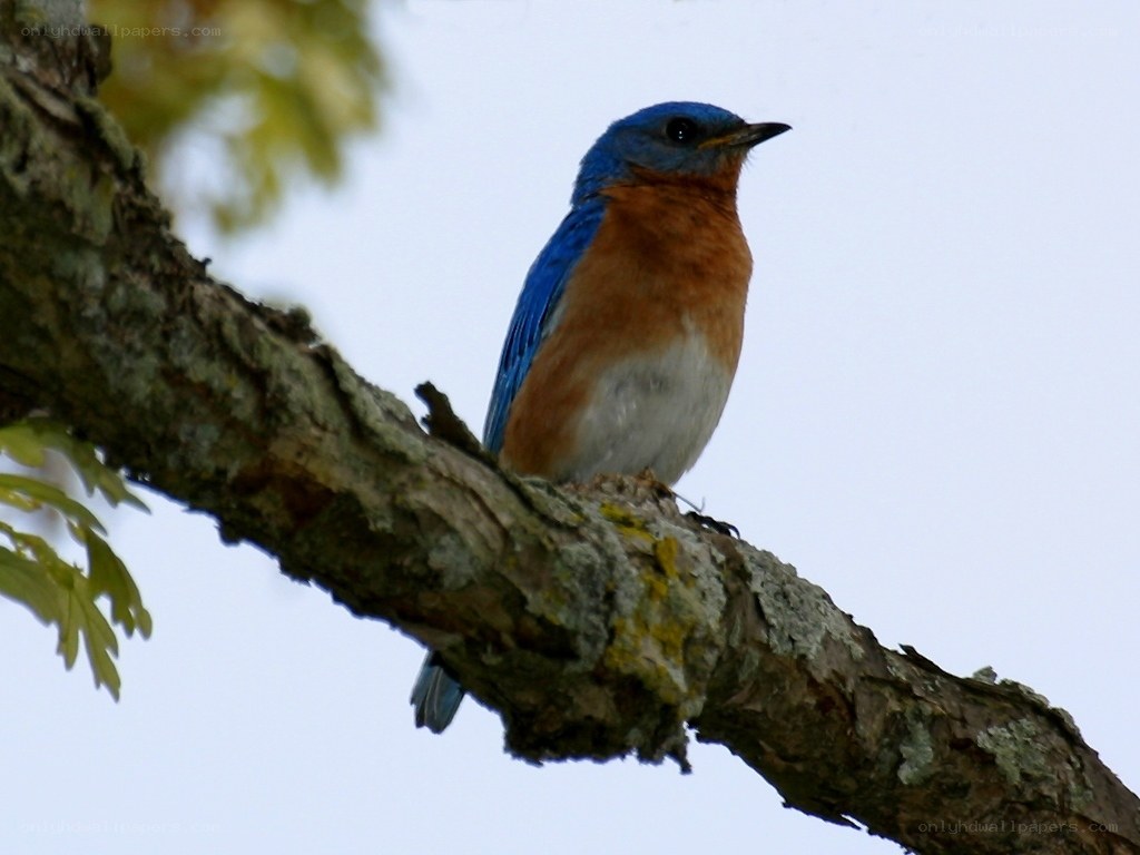 bluebird on a tree branch
