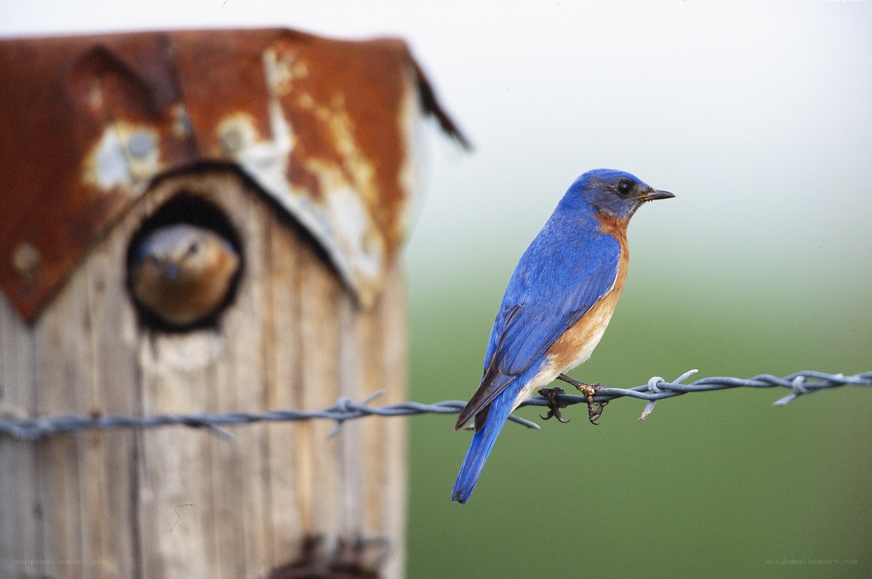 bluebird on barbed wire