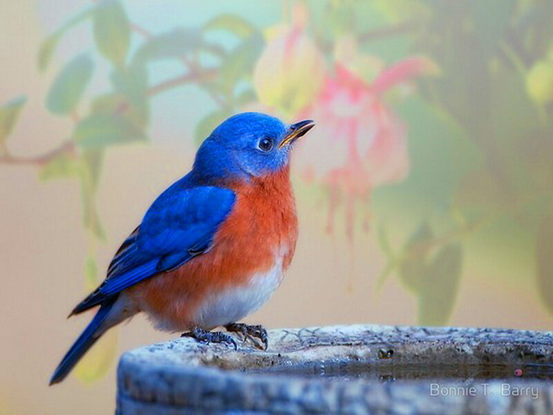 Bluebird on Birdbath