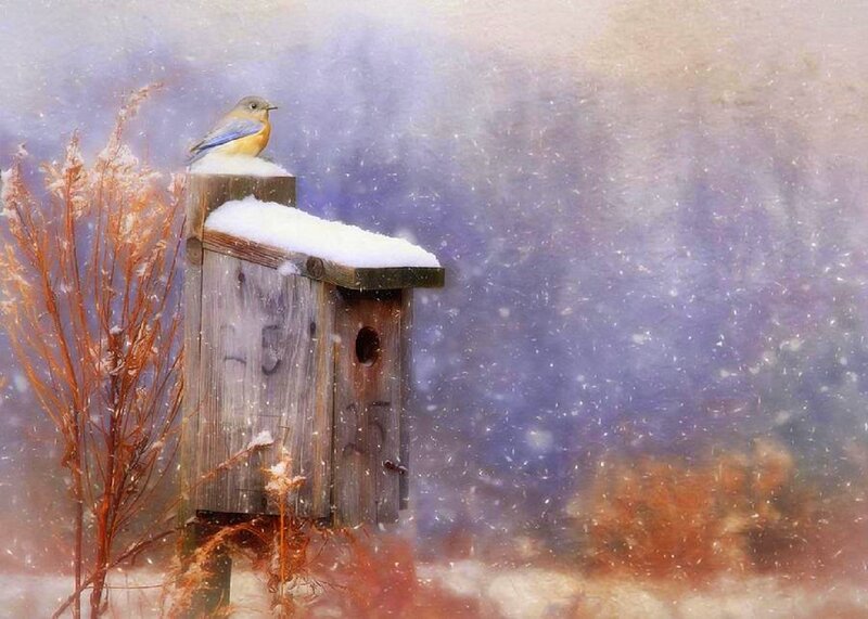 Bluebird on Birdhouse