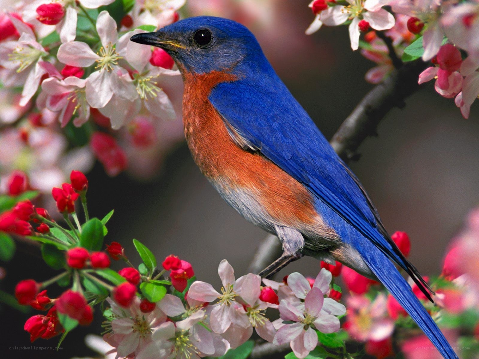 bluebird on blossoming branch