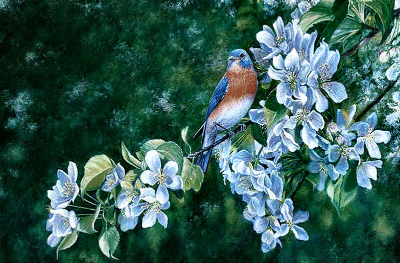 Bluebird on Blossoming Branch — Blue, Serene, Spring