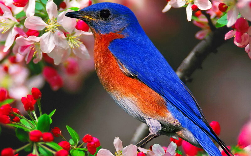 Bluebird on Blossoming Branch — Blue, Serene