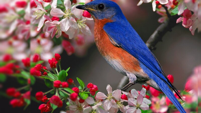 Bluebird on Blossoming Branch — Blue