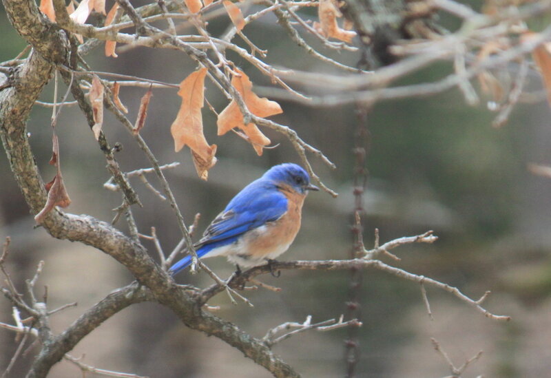 Bluebird on Branch — Blue, Calm, Autumn