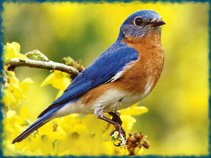 Bluebird on Branch — Blue, Calm