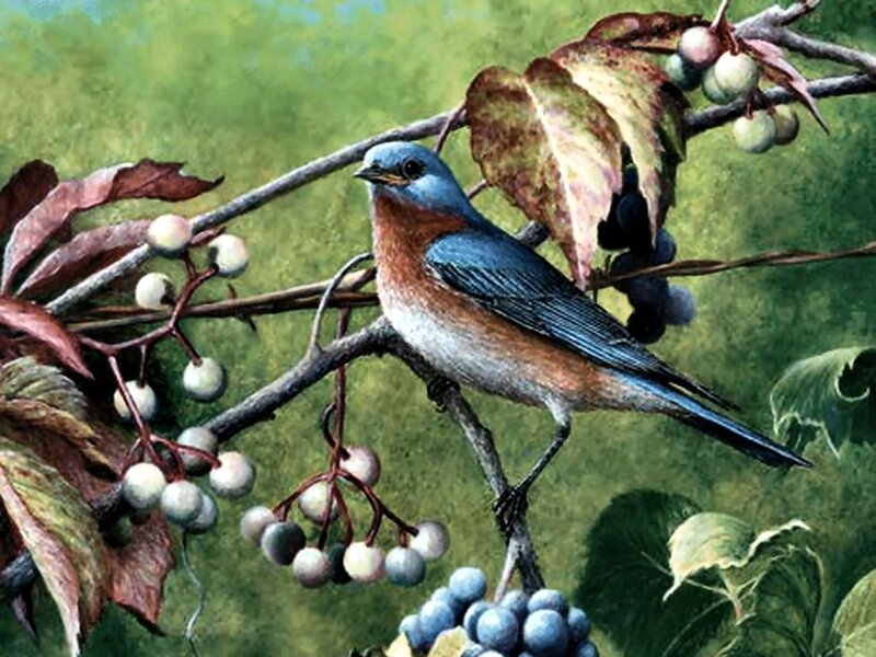 Bluebird on Branch — Blue, Serene, Autumn