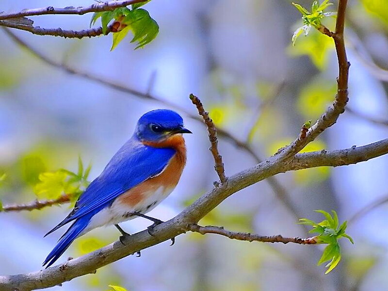 Bluebird on Branch — Blue, Serene, Spring, Photograph