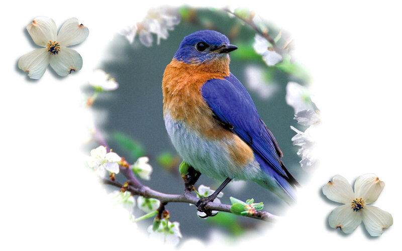 Bluebird on Branch — Blue, Serene