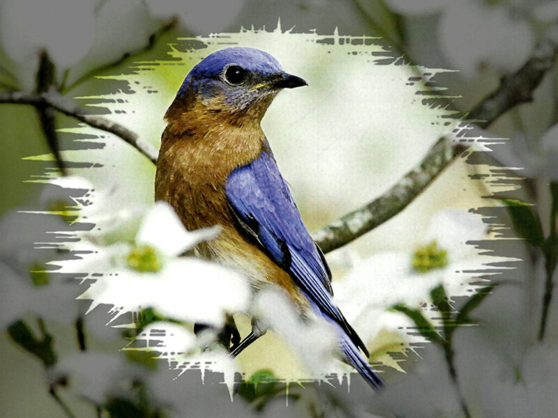 Bluebird on Branch — Blue