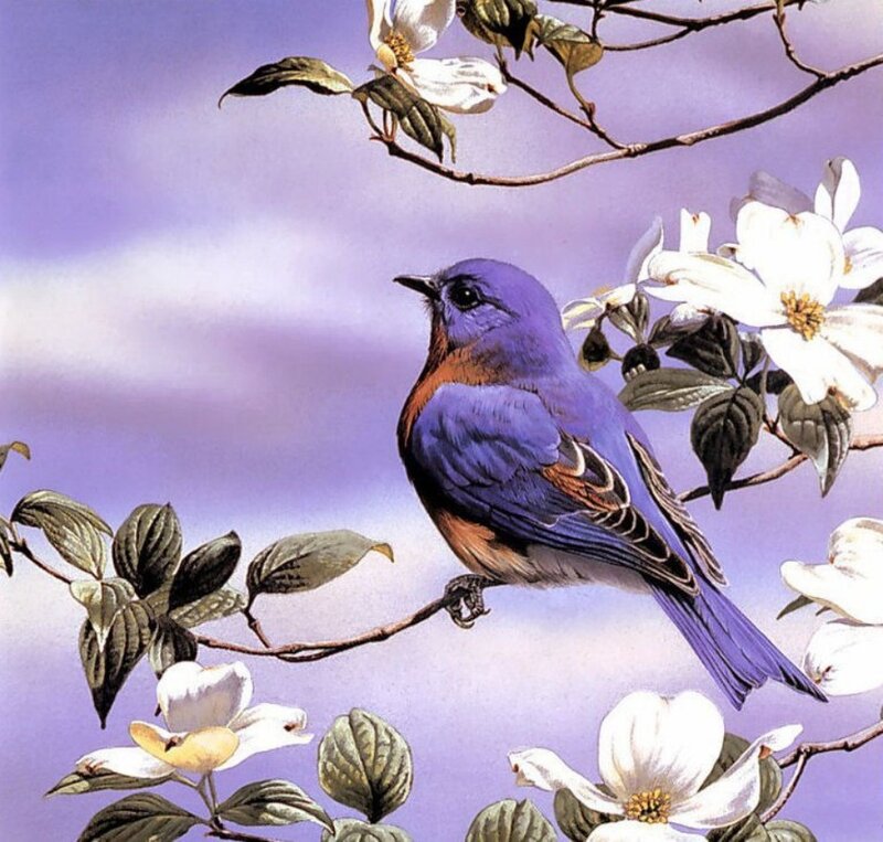 Bluebird on Branch — Purple